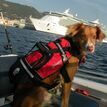Crewsaver Petfloat - Dog Life Jacket additional 3