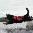 Crewsaver Petfloat - Dog Life Jacket additional 1
